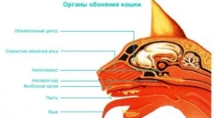 Vzdelávacia aromaterapia: vonia, ktoré budú milovať mačku zo zlých návykov